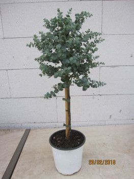 Eucalyptus gunni azura Stamm